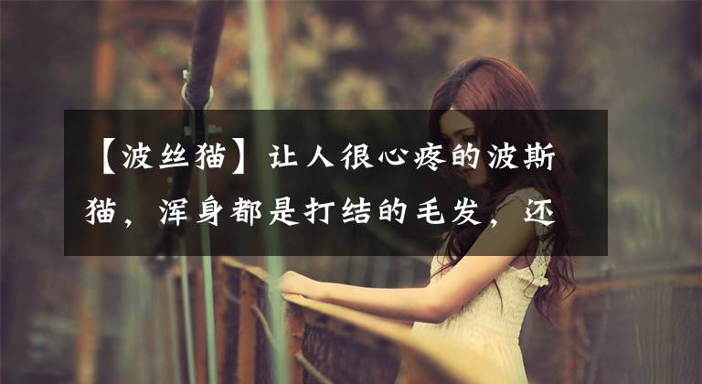 【波丝猫】让人很心疼的波斯猫，浑身都是打结的毛发，还好遇到了好人