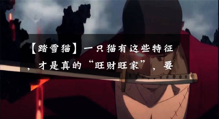 【踏雪猫】一只猫有这些特征，才是真的“旺财旺家”，要好好珍惜