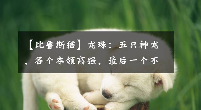 【比鲁斯猫】龙珠：五只神龙，各个本领高强，最后一个不怂比鲁斯