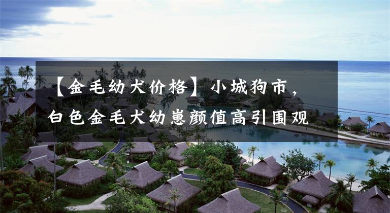 【金毛幼犬价格】小城狗市，白色金毛犬幼崽颜值高引围观，200元一只看了就想买