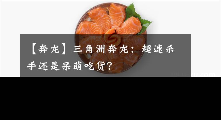 【奔龙】三角洲奔龙：超速杀手还是呆萌吃货？