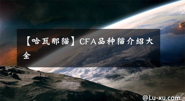 【哈瓦那猫】CFA品种猫介绍大全