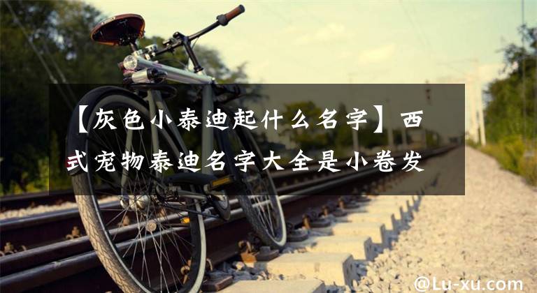 【灰色小泰迪起什么名字】西式宠物泰迪名字大全是小卷发-可爱的一点