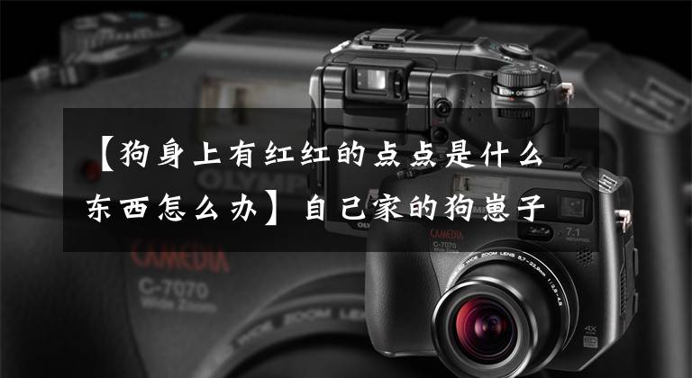 【狗身上有红红的点点是什么东西怎么办】自己家的狗崽子惹了一方生气，能怎么办？还能做什么！哭也要养！