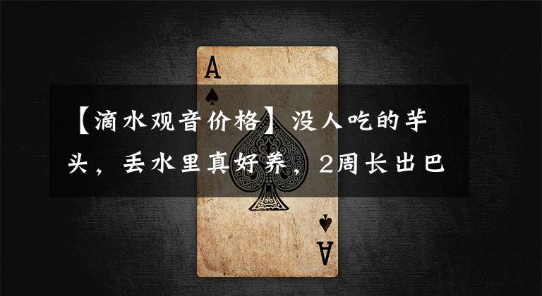 【滴水观音价格】没人吃的芋头，丢水里真好养，2周长出巴掌大的叶片
