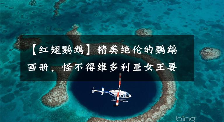 【红翅鹦鹉】精美绝伦的鹦鹉画册，怪不得维多利亚女王要跟打油诗人学画画