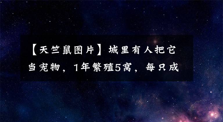 【天竺鼠图片】城里有人把它当宠物，1年繁殖5窝，每只成本不到5元，25元1斤不愁