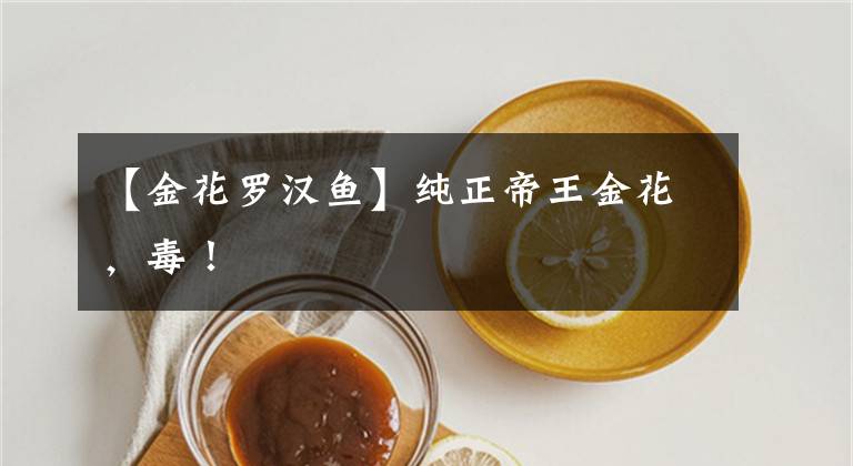 【金花罗汉鱼】纯正帝王金花，毒！