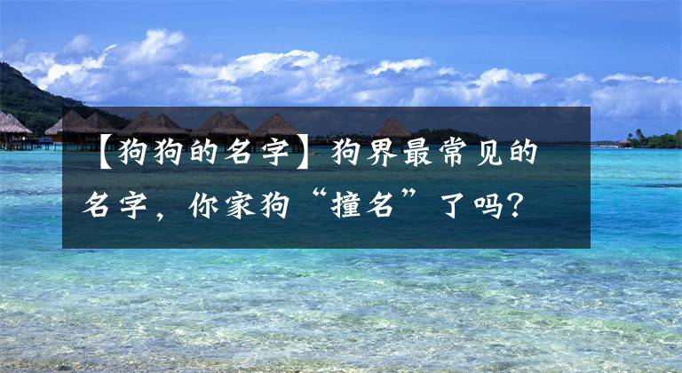 【狗狗的名字】狗界最常见的名字，你家狗“撞名”了吗？