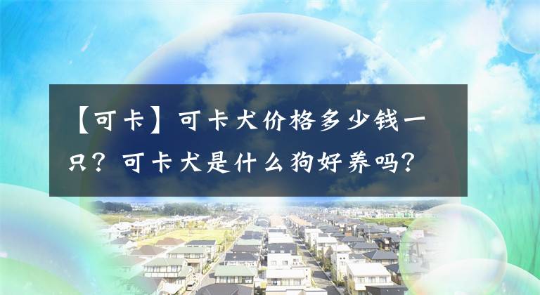 【可卡】可卡犬价格多少钱一只？可卡犬是什么狗好养吗？