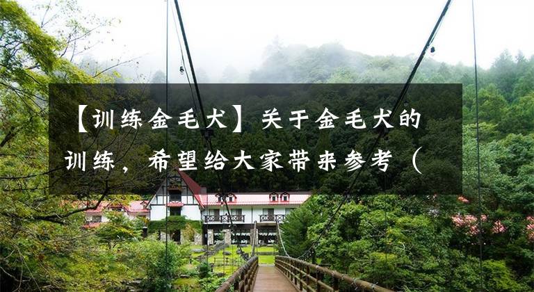 【训练金毛犬】关于金毛犬的训练，希望给大家带来参考（爱宠必看）