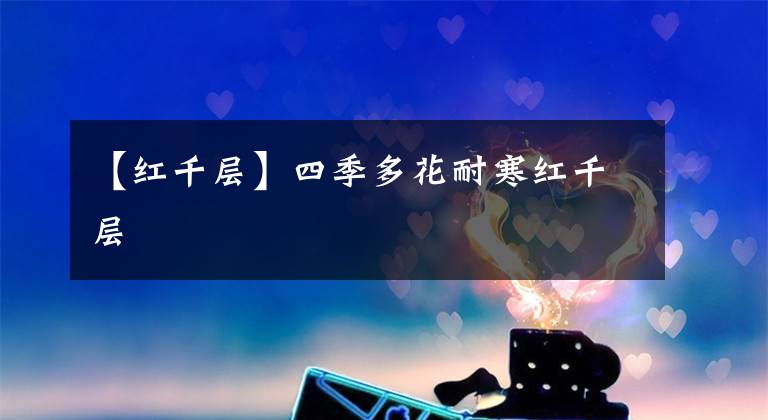 【红千层】四季多花耐寒红千层