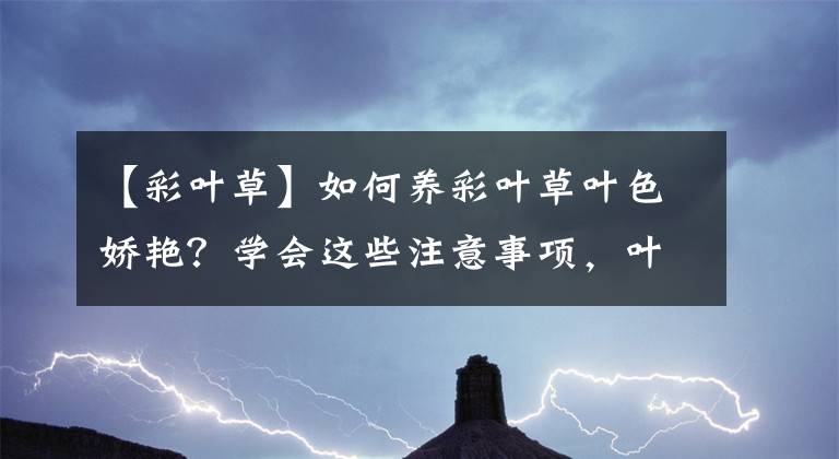 【彩叶草】如何养彩叶草叶色娇艳？学会这些注意事项，叶片鲜艳又漂亮
