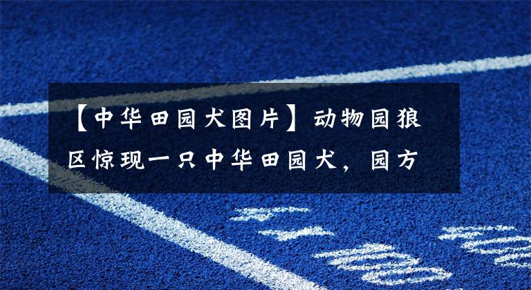 【中华田园犬图片】动物园狼区惊现一只中华田园犬，园方：已同居5年，相处融洽