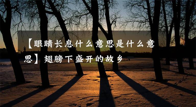 【眼睛长息什么意思是什么意思】翅膀下盛开的故乡
