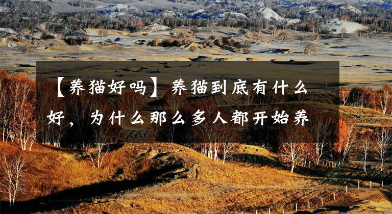 【养猫好吗】养猫到底有什么好，为什么那么多人都开始养猫了？