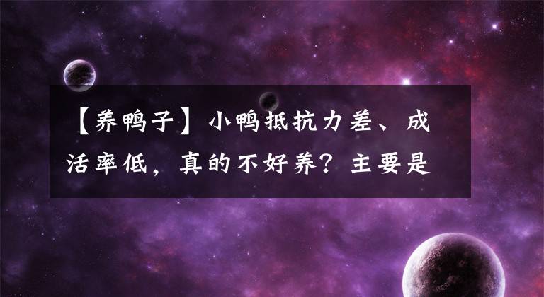 【养鸭子】小鸭抵抗力差、成活率低，真的不好养？主要是你没有做好这4点