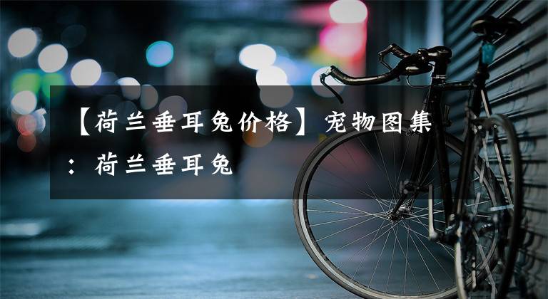 【荷兰垂耳兔价格】宠物图集：荷兰垂耳兔