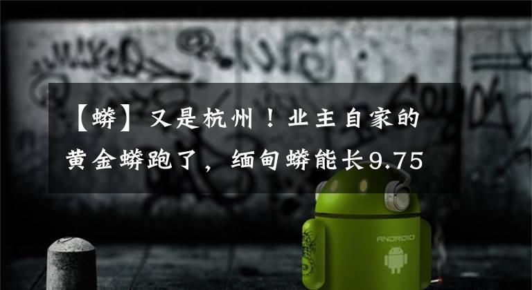 【蟒】又是杭州！业主自家的黄金蟒跑了，缅甸蟒能长9.75米，能不能养？