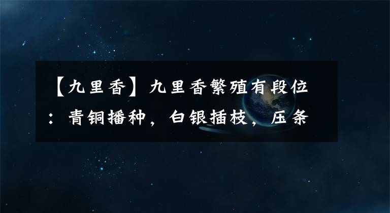 【九里香】九里香繁殖有段位：青铜播种，白银插枝，压条直冲钻石宝座