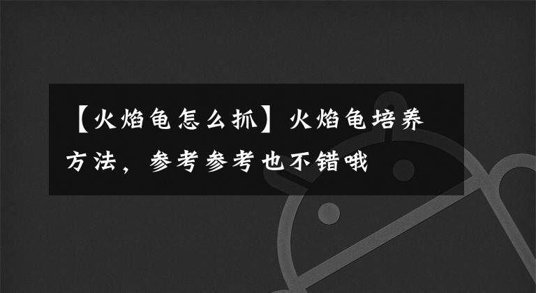 【火焰龟怎么抓】火焰龟培养方法，参考参考也不错哦
