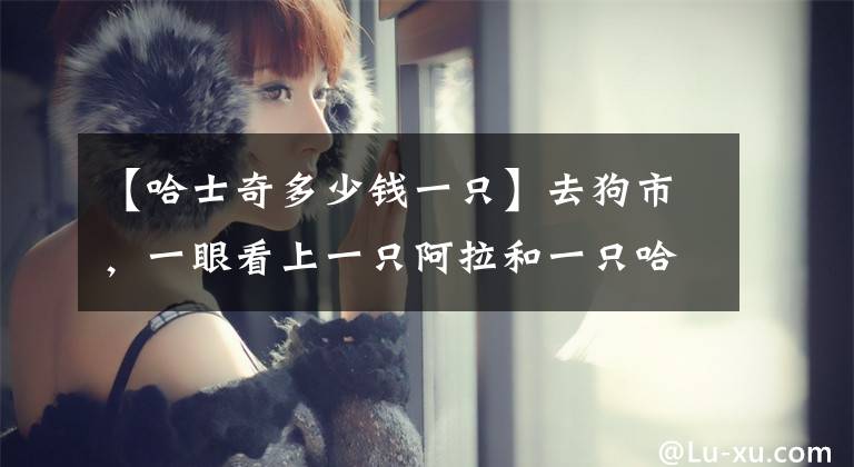 【哈士奇多少钱一只】去狗市，一眼看上一只阿拉和一只哈士奇，且价格都是两千元，纠结