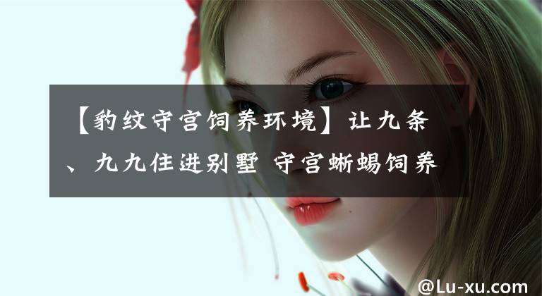 【豹纹守宫饲养环境】让九条、九九住进别墅 守宫蜥蜴饲养箱设计