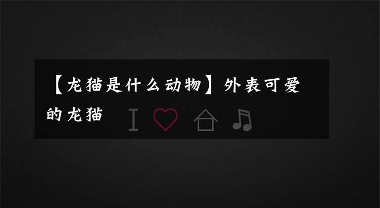 【龙猫是什么动物】外表可爱的龙猫