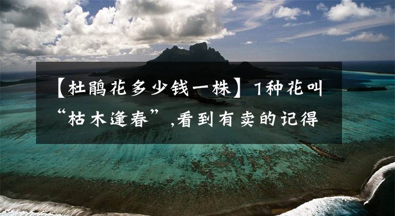 【杜鹃花多少钱一株】1种花叫“枯木逢春”,看到有卖的记得随手举报，盗挖濒危植物可耻