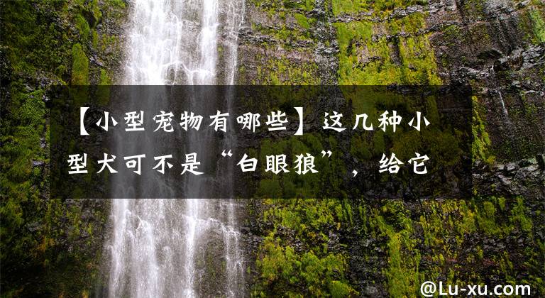【小型宠物有哪些】这几种小型犬可不是“白眼狼”，给它一口吃的，就会跟你一辈子