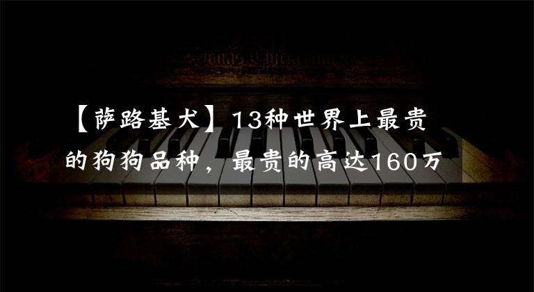 【萨路基犬】13种世界上最贵的狗狗品种，最贵的高达160万美元
