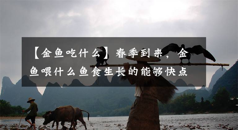 【金鱼吃什么】春季到来，金鱼喂什么鱼食生长的能够快点？