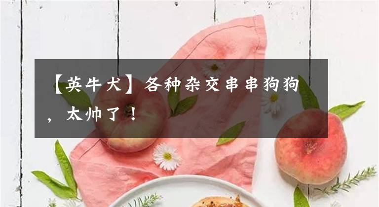 【英牛犬】各种杂交串串狗狗，太帅了！