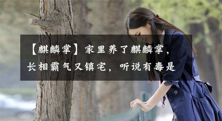 【麒麟掌】家里养了麒麟掌，长相霸气又镇宅，听说有毒是真的吗？