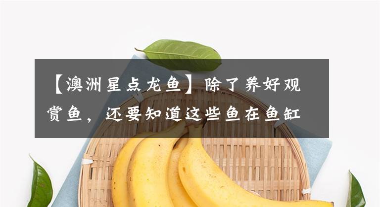 【澳洲星点龙鱼】除了养好观赏鱼，还要知道这些鱼在鱼缸中的活动区域？