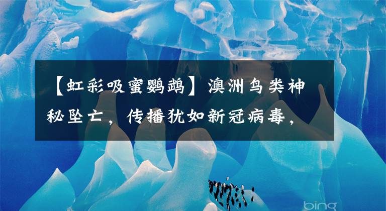 【虹彩吸蜜鹦鹉】澳洲鸟类神秘坠亡，传播犹如新冠病毒，澳专家：需禁止鹦鹉社交