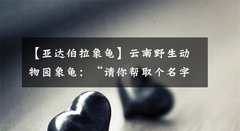 【亚达伯拉象龟】云南野生动物园象龟：“请你帮取个名字吧！”