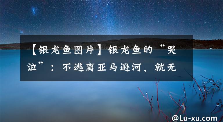 【银龙鱼图片】银龙鱼的“哭泣”：不逃离亚马逊河，就无法改变“命运”？