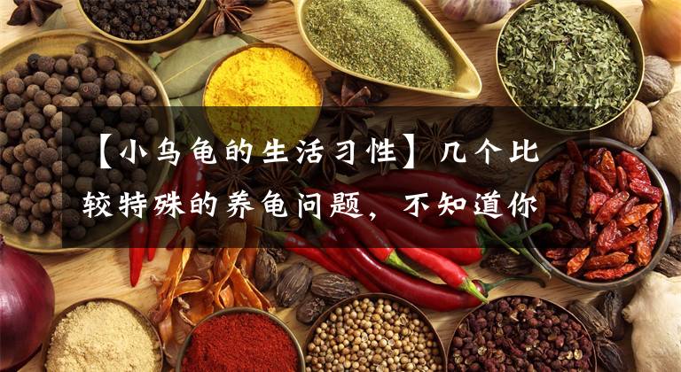 【小乌龟的生活习性】几个比较特殊的养龟问题，不知道你想过没有？