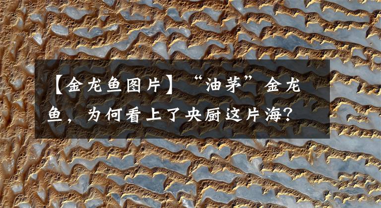 【金龙鱼图片】“油茅”金龙鱼，为何看上了央厨这片海？