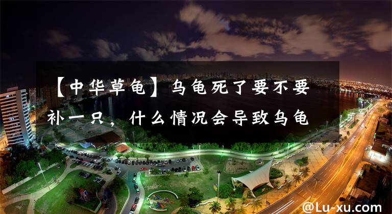 【中华草龟】乌龟死了要不要补一只，什么情况会导致乌龟死亡