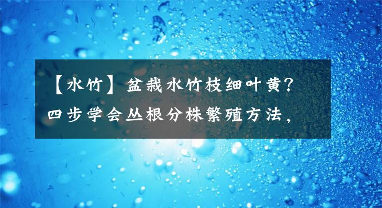 【水竹】盆栽水竹枝细叶黄？四步学会丛根分株繁殖方法，叶嫩枝粗