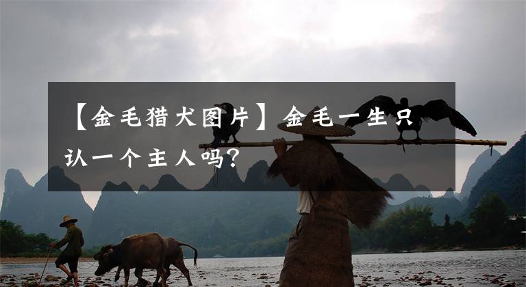 【金毛猎犬图片】金毛一生只认一个主人吗？