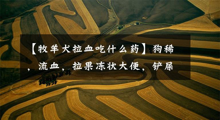 【牧羊犬拉血吃什么药】狗稀，流血，拉果冻状大便，铲屎官该怎么办？