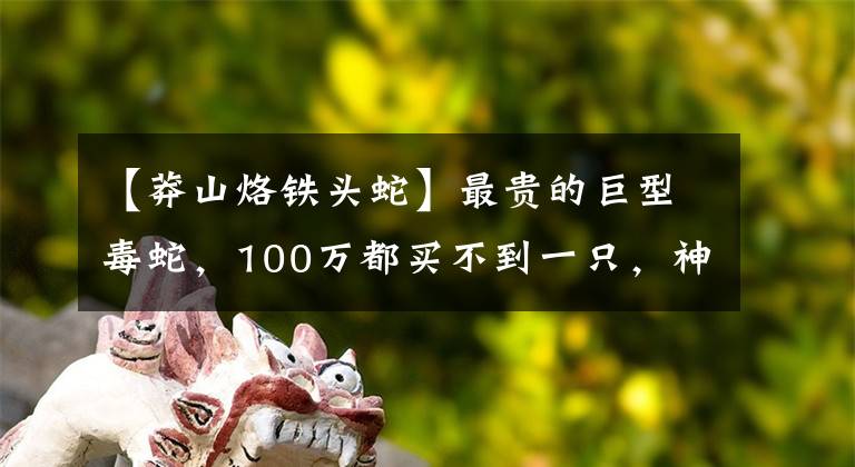 【莽山烙铁头蛇】最贵的巨型毒蛇，100万都买不到一只，神秘的莽山烙铁头你知道吗