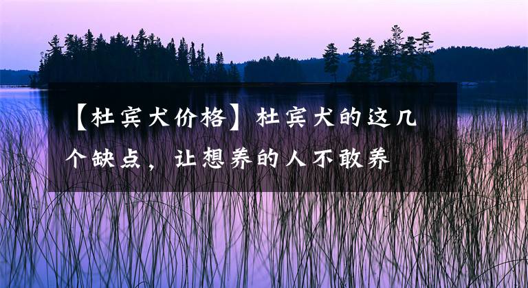【杜宾犬价格】杜宾犬的这几个缺点，让想养的人不敢养