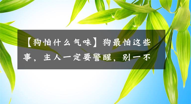 【狗怕什么气味】狗最怕这些事，主人一定要警醒，别一不小心踩坑了