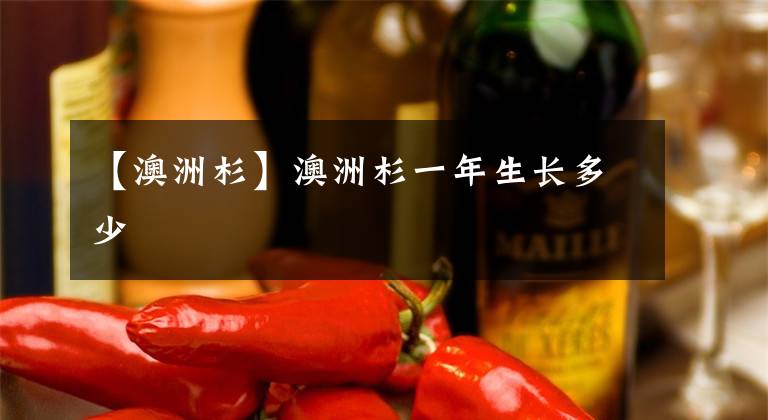 【澳洲杉】澳洲杉一年生长多少