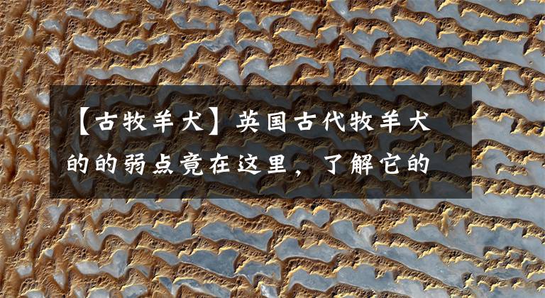 【古牧羊犬】英国古代牧羊犬的的弱点竟在这里，了解它的生活习性更好的保护它