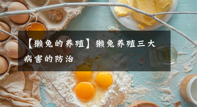 【獭兔的养殖】獭兔养殖三大病害的防治
